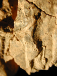 V12d9153 A1.144 Jx10 gb si.jpg